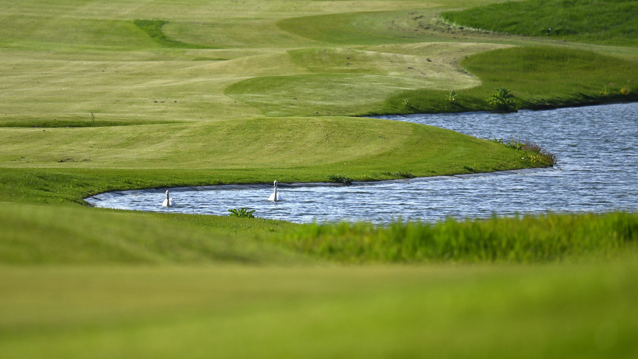 Zwei Schwäne schwimmen in einem Teich auf einem gepflegten Golfplatz.